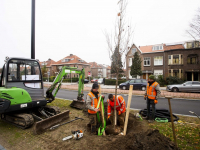 Bomen geplant aan de Oranjelaan Dordrecht