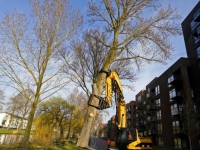 20171403 Populierenbomen gekapt Nassauweg Dordrecht Tstolk 001