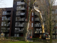 20171403 Populierenbomen gekapt Nassauweg Dordrecht Tstolk 002