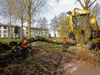 20171403 Populierenbomen gekapt Nassauweg Dordrecht Tstolk