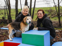 Hondencampus Louterbloemen Dordrecht