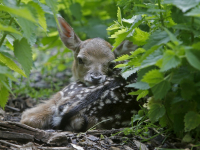 Eerste hertenkalfje geboren Park merwestein