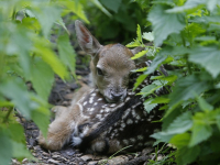 Eerste hertenkalfje geboren Park merwestein