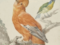 Rotshaan Rijksmuseum
