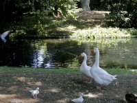 Nieuwe vriendin voor gans Elvis Park Merwestein Dordrecht