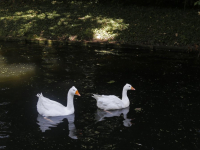 Nieuwe vriendin voor gans Elvis Park Merwestein Dordrecht