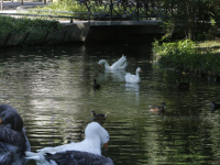 Nieuwe vriendin voor gans Elvis Park Merwestein Dordrecht