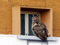 20162602-Oehoe-boven-ziekenhuis-Tstolk