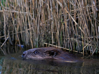 Bevers Hollandse Biesbosch