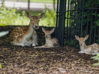 Goed jaar bij hertenkamp Park merwestein Dordrecht