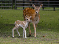 Goed jaar bij hertenkamp Park merwestein Dordrecht