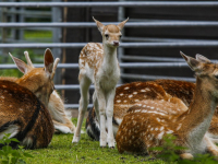 Goed jaar bij hertenkamp Park merwestein Dordrecht