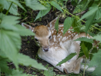 Goed jaar bij hertenkamp Park merwestein Dordrecht