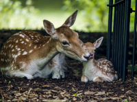 Goed jaar bij hertenkamp Park merwestein Dordrecht