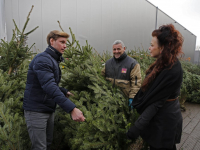 Tijd voor kerstbomen Dordrecht