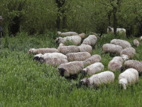 Schaapsherder wandelt heerlijk in de Dordtse Biesbosch