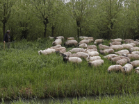 Schaapsherder wandelt heerlijk in de Dordtse Biesbosch