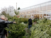 20140812-Kerstbomen-gaan-als-zoete-broodjes-Dordrecht-Tstolk-001_resize