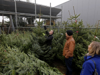 20170212-Op-zoek-een-de-perfecte-kerstboom-Tuinwereld-Dordrecht-Tstolk-001