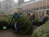 20170212-Op-zoek-een-de-perfecte-kerstboom-Tuinwereld-Dordrecht-Tstolk