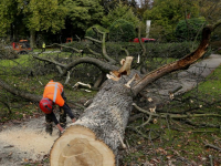 Oude Amrikaanse Es gekapt Park Merwestein