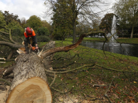 Oude Amrikaanse Es gekapt Park Merwestein