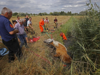 Paard na ruim uur gered uit sloot