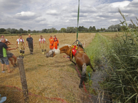 Paard na ruim uur gered uit sloot