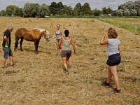 Paard na ruim uur gered uit sloot