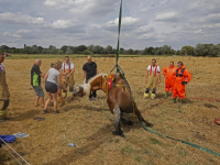 Paard na ruim uur gered uit sloot