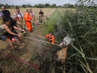 Paard na ruim uur gered uit sloot