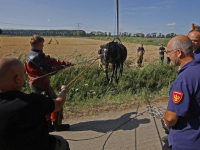 Paard na ruim uur gered uit sloot