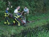 Shetland pony te water sliedrecht