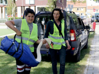 Papa zwaan weer thuis Nassausingel Dordrecht