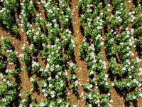 Veld vol met witte Papaver\'s bloemen in Dordrecht