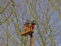 Platanen bomen krijgen jaarlijkse beurt