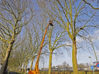 Platanen bomen krijgen jaarlijkse beurt