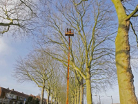 Platanen bomen krijgen jaarlijkse beurt