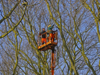 Platanen bomen krijgen jaarlijkse beurt