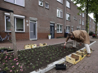 Wethouder plant plantjes Houthavenplein Dordrecht