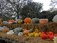 Pompoenen tijd Polder Oudendijk Dordrecht