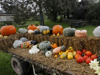 Pompoenen tijd Polder Oudendijk Dordrecht