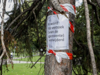 Demonstratie voor kappen van bomen Weizigtpark Dordrecht