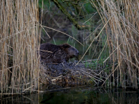 Bevers Hollandse Biesbosch