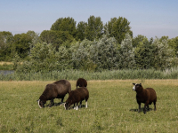 Schapen hebben mishandelingen \'overleefd\'