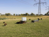 Schapen hebben mishandelingen 'overleefd'