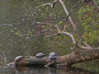 20171004 Schildpadden in Dordrecht Tstolk