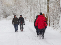 Wandelen door de sneeuw in de Hollandse Biesbosch Merwelanden Dordrecht Tstolk