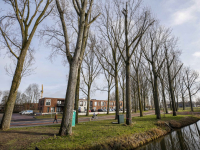 Gemeente gaat bomen snoeien