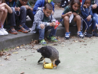 Afsluiting zomerschool met roofvogeldemonstratie Basisschool De Wereldwijzer Dordrecht